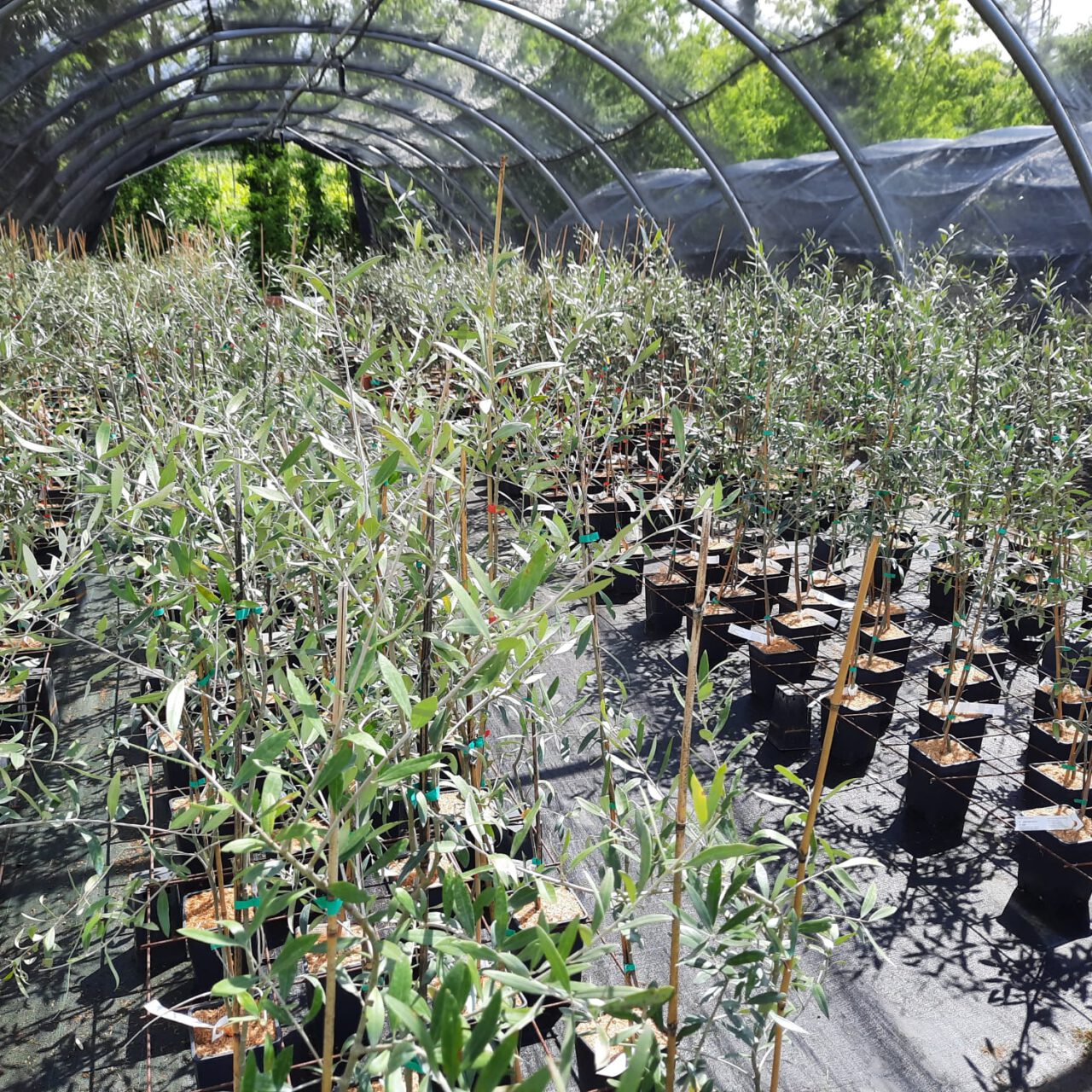 OLIVO FAVOLOSA FS-17 Autoradicata Pianta Di 130 Cm Cultivar Resistente A Xylella
